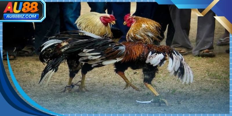 Hệ thống phát sóng đá gà cựa dao hiện đại và tiện lợi