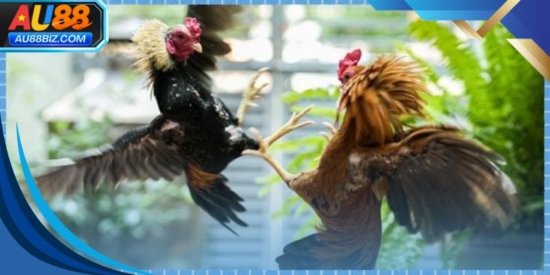 Người xem tập trung phân tích trận đá gà cựa dao