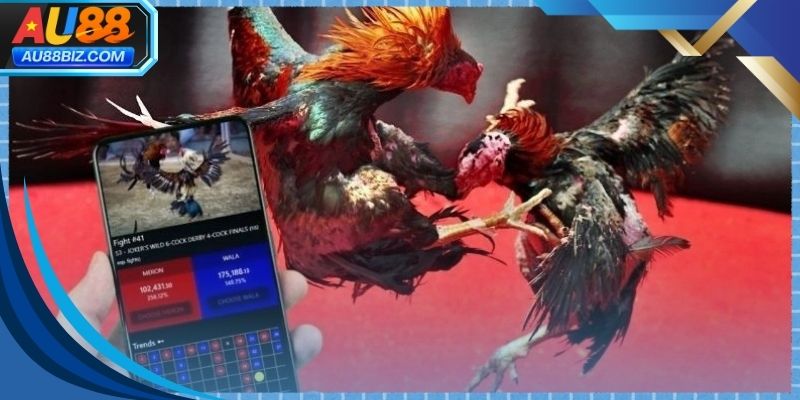Đá gà cựa sắt