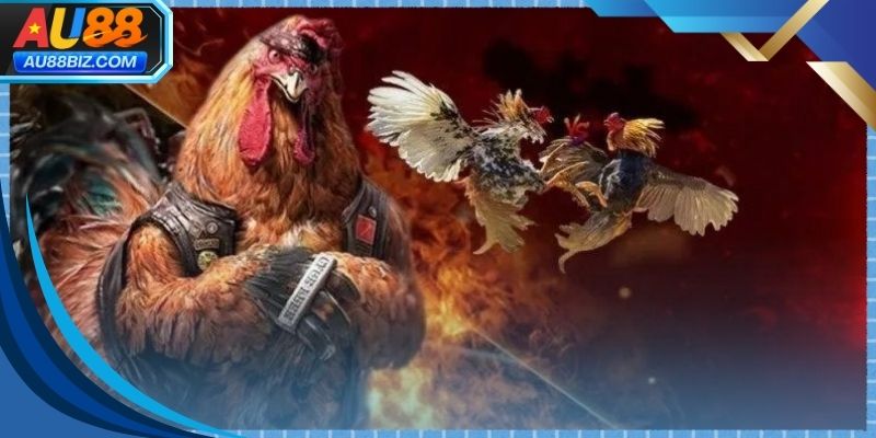 Không gian theo dõi đá gà thomo trực tiếp sắc nét và chân thực
