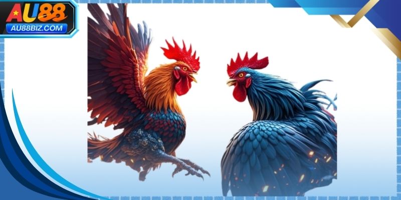 Người xem tập trung phân tích trận đá gà thomo