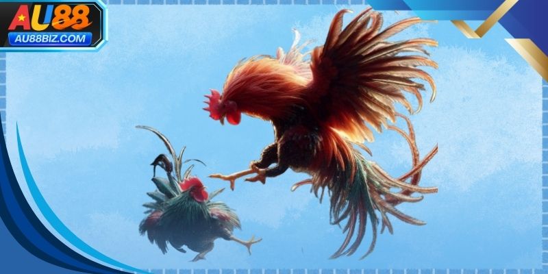 Hệ thống phát sóng đá gà trực tiếp hiện đại và tiện lợi