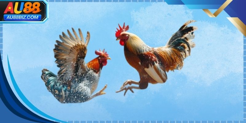 Người xem tập trung theo dõi và phân tích trận đá gà