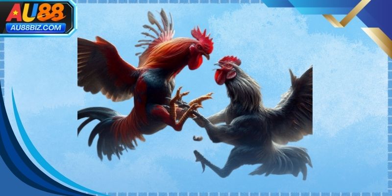 Đá gà trực tiếp